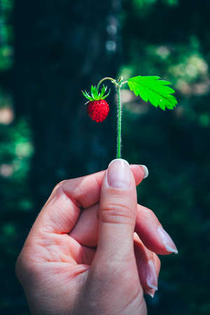 Wild ripe red strawberry on a hand, blurred natural background. A handful berry of a strawberry, natural backdrop. Close up.の写真素材