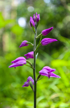 A wild flower bell in a forest.の写真素材