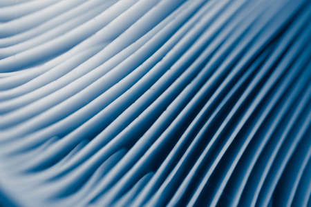 Mushroom cap, macro. Abstract floral blue background.の写真素材
