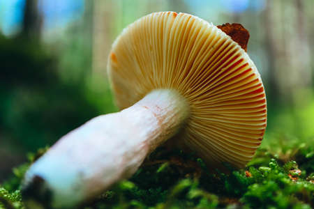A brown cap edible russula mushroom, macro view, in a green mossy forest background. Brittle gill mushroom closeup, fungi picking up concept.の写真素材