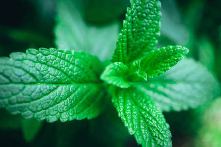 Spearmint plant leaves in a garden, macro. Mint freshness backdrop, close up.の写真素材