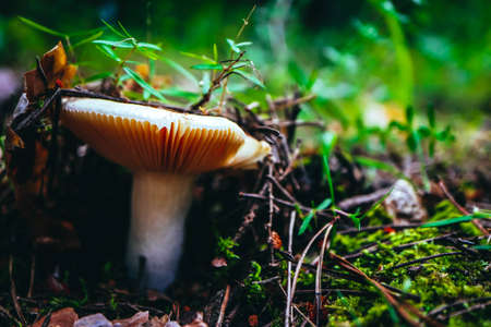 A brown cap edible russula mushroom, macro view, in a green mossy forest background. Brittle gill mushroom closeup, fungi picking up concept.の写真素材