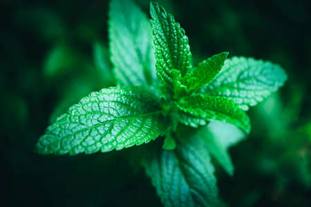Spearmint plant leaves in a garden, macro. Mint freshness backdrop, close up.の写真素材