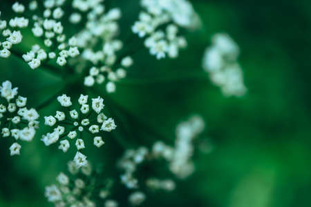 Abstract green natural background, white flower bokeh backdrop.の写真素材