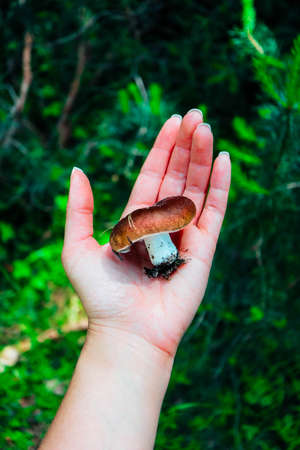 Fresh brown cap edible russula mushroom in the hand, forest background. Brittle gill mushroom hold in a hand, closeup, fungi picking up concept.の写真素材