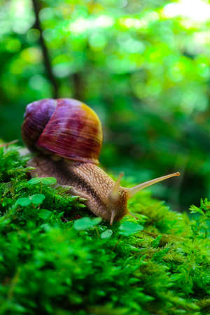 A snail in the forest, green mossy natural background, macro view. A big wild beautiful helix with spiral shell.の写真素材