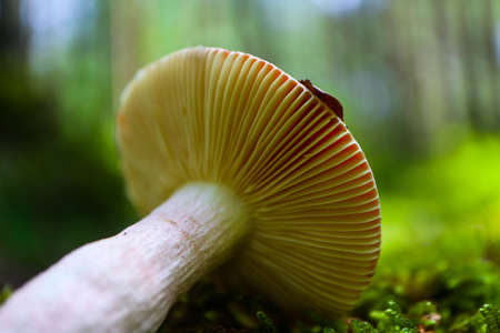 A brown cap edible russula mushroom, macro view, in a green mossy forest background. Brittle gill mushroom closeup, fungi picking up concept.の写真素材