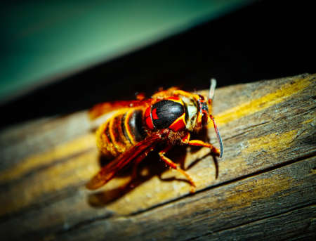 A colorful big bee, macro view. Dangerous red and yellow striped wasp insect.の写真素材