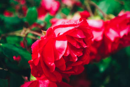 Beautiful colorful ginger rose flower blooming blossom. Photo depicts delicate bright wild rose flower bush. Close up, macro view.の写真素材