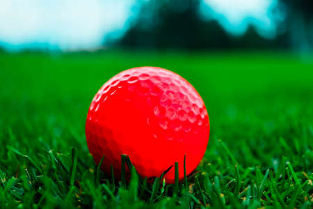Golf pink ball in a thick green grass course, trees and blue sky blurred background, close up view.の写真素材