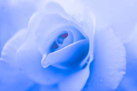 Abstract floral blue rose background, macro view, dew drops.の写真素材