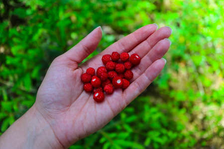 Wild ripe red strawberry on a hand, blurred natural background. A handful berry of a strawberry, natural backdrop. Close up.の写真素材