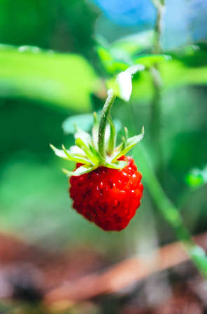 Wild red ripe strawberry on a steam in a green forest, macro view. One strawberry berry, natural backdrop. Close up.の写真素材