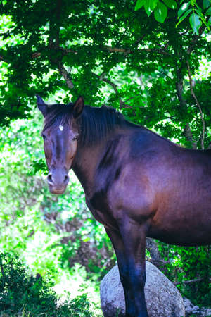 Black horse gazing at the green grass on a field under the tree, spring time.の写真素材