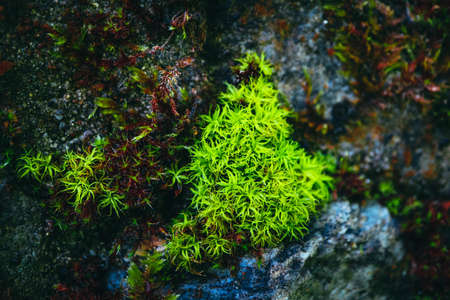 Colorful green moss texture. Photo depicting a bright bushy lichen on an old gray stone wall. Closeup, macro view.の写真素材