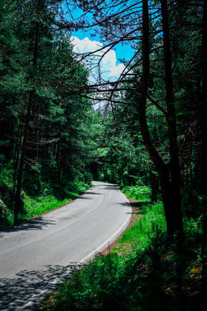 A road through the forest, summer time. Tourism and traveling concept.の写真素材