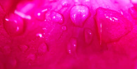 Beautiful delicate red rose flower petal with dew rain drops macro view. Passion concept.の写真素材