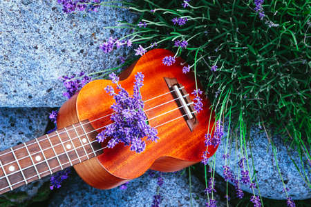 An ukulele guitar on the lavender field, close up. Music and nature concept.の写真素材