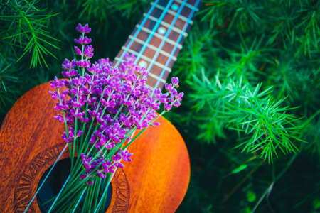 An ukulele guitar on the lavender field, close up. Music and nature concept.の写真素材