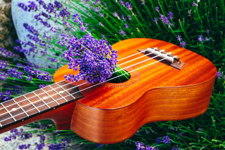 An ukulele guitar on the lavender field, close up. Music and nature concept.の写真素材