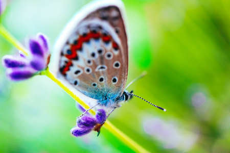 A beautiful butterfly on the lavender field, macro view, countryside life concept.の写真素材