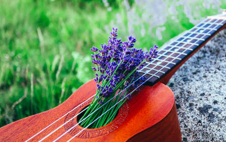 An ukulele guitar on the lavender field, close up. Music and nature concept.の写真素材