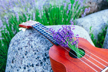 An ukulele guitar on the lavender field, close up. Music and nature concept.の写真素材