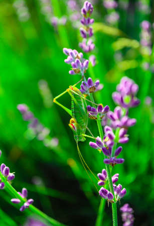 Green grasshopper on the lavender field, macro view, countryside life concept.の写真素材