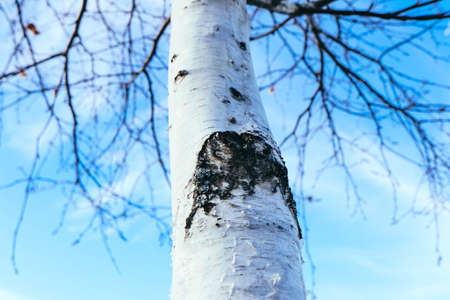 white bark on a birch tree, blue sky background. Birch-tree in a park, spring sunny day, close up.の写真素材