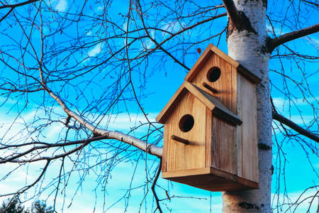 Birdhouse on birch tree, blue sky background. Nesting box on a tree in a park, spring.の写真素材