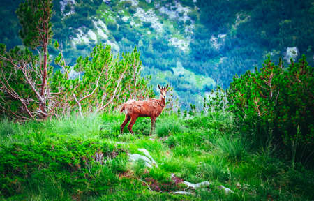 Wild alpine young goat portraiture, green mountain nature on the background.の写真素材