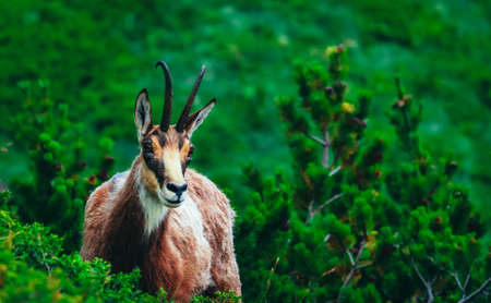 Wild alpine goat portraiture, green mountain nature on the background.の写真素材