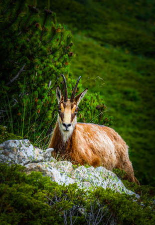 Wild alpine goat portraiture, green mountain nature on the background.の写真素材