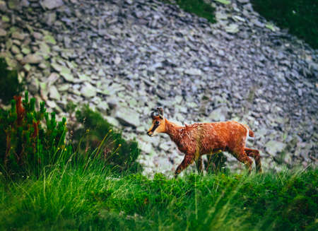 Wild alpine young goat portraiture, green mountain nature on the background.の写真素材
