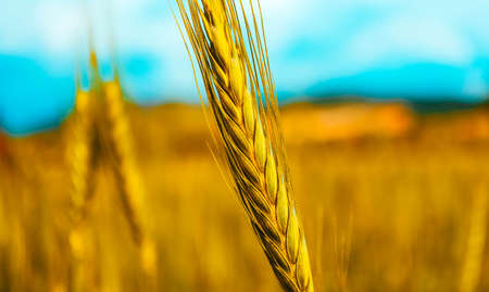Bright colorful golden rye spikes on the  wheat ears field, blue sky on the background, close up...