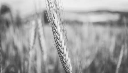 Rye spikes on the wheat ears field, close up view. Black and white.