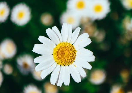 A daisy flower on a field, macro view. A camomile flower close up.の写真素材