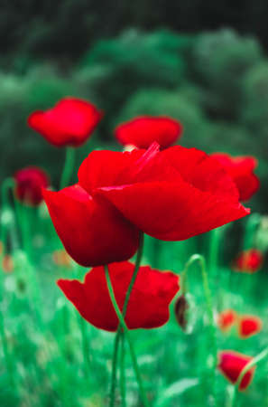 Beautiful colorful red poppy flowers on the meadow. A bush of wild poppies, close up.の写真素材