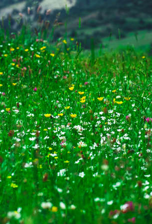 An alpine wildflowers on a field, natural rural summer background. A countryside floral backdrop.の写真素材