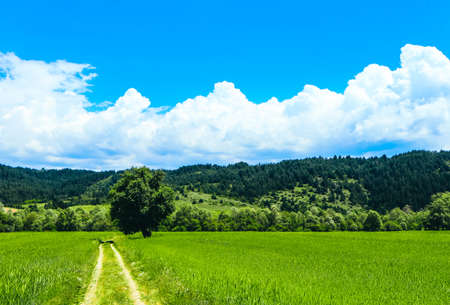 Sunny colorful green rural summer landscape, a road and a tree, blue sky. France Provence.の写真素材