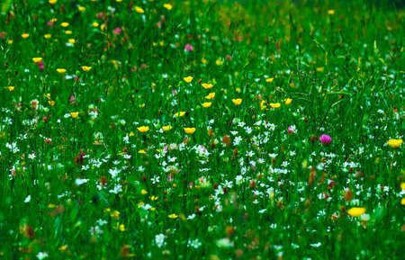 An alpine wildflowers on a field, natural rural summer background. A countryside floral backdrop.の写真素材