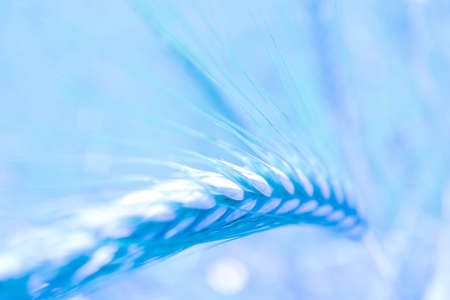 Abstract rye spikes on the wheat ears field backdrop, close up view.の写真素材