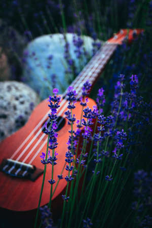 An ukulele guitar on the lavender field, close up. Music and nature concept.