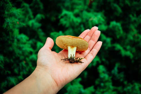 Colorful fresh brown cap edible russula mushroom in the hand, blurred green mossy forest on background. Brittle gill mushroom hold in a hand, closeup, fungi picking up concept.の写真素材