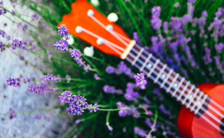 An ukulele guitar on the lavender field, close up. Music and nature concept.