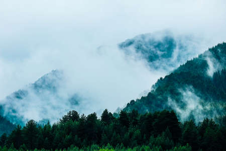 beautiful foggy mystic mountains. Fog clouds at the pine tree mystical woods, morning. Europe, mysterious alpine landscape.の写真素材