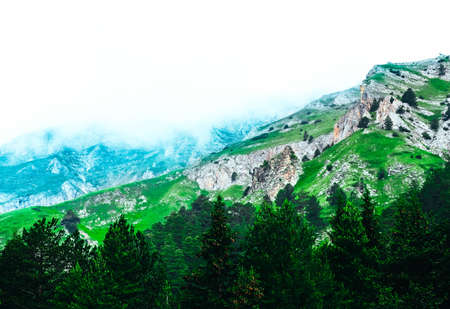 Beautiful foggy mystic mountains. Fog clouds at the pine tree mystical woods, morning. Europe, mysterious alpine landscape.の写真素材