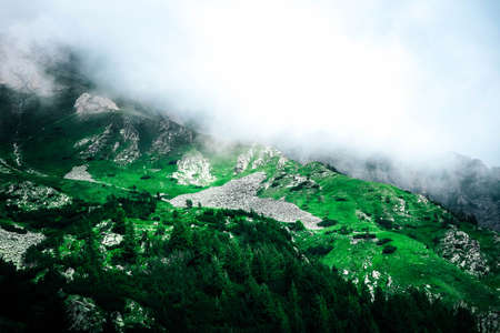 Beautiful foggy mystic mountains. Fog clouds at the pine tree mystical woods, morning. Europe, mysterious alpine landscape.の写真素材