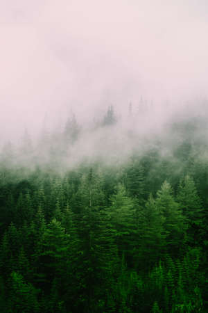 Beautiful foggy mystic mountains. Fog clouds at the pine tree mystical woods, morning. Europe, mysterious alpine landscape.の写真素材