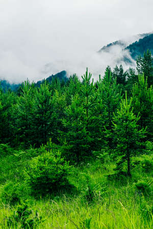 beautiful foggy mystic mountains. Fog clouds at the pine tree mystical woods, morning. Europe, mysterious alpine landscape.の写真素材